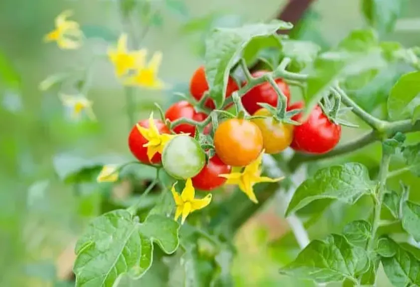 خبير يكشف أهمية الكالسيوم بورون لحماية المحاصيل الزراعية