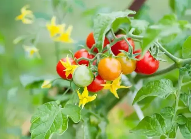 خبير يكشف أهمية الكالسيوم بورون لحماية المحاصيل الزراعية