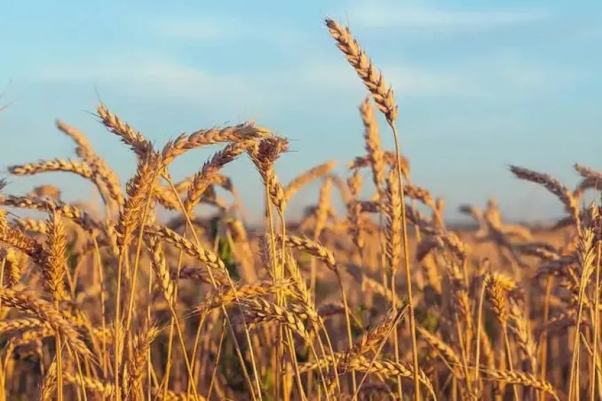 دليل الأسمدة والمبيدات المطلوبة للقمح في الموسم المقبل