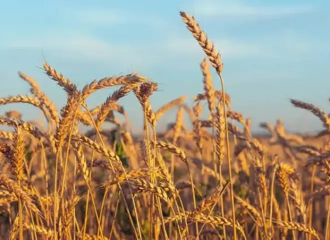 دليل الأسمدة والمبيدات المطلوبة للقمح في الموسم المقبل