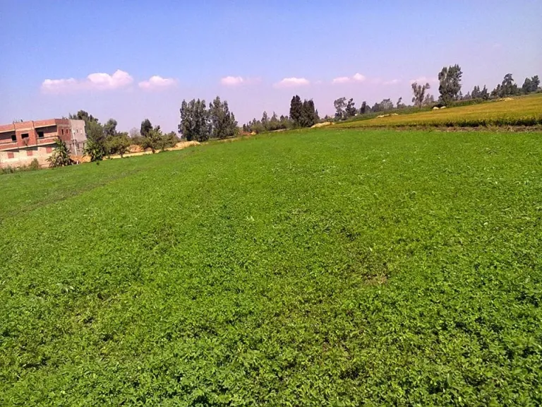 الزراعة تكشف توصيات نوفمبر لإنقاذ محصول الأعلاف