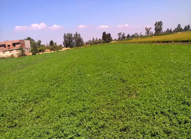 الزراعة تكشف توصيات نوفمبر لإنقاذ محصول الأعلاف