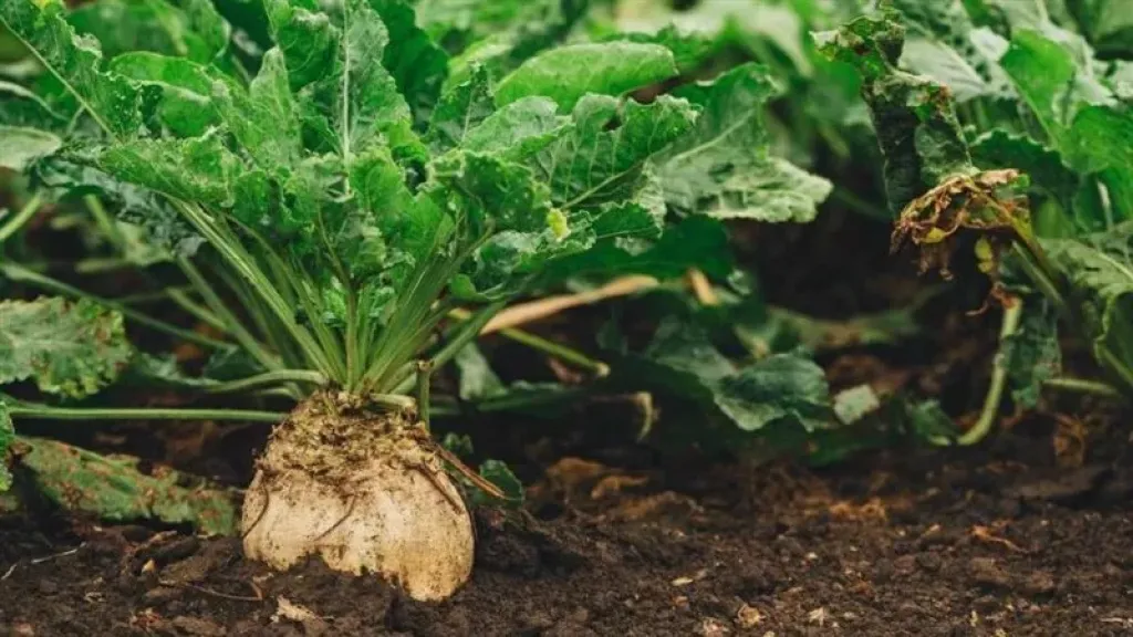 الزراعة تكشف أسرار العناية بمحصول بنجر السكر