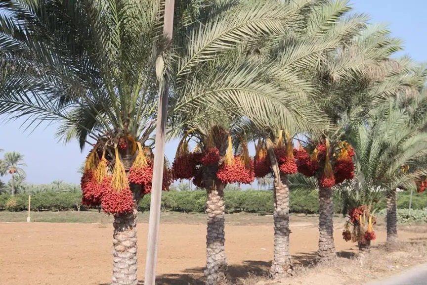 توشكي تدخل موسوعة جينيس بأكبر مزرعة نخيل عالمياً