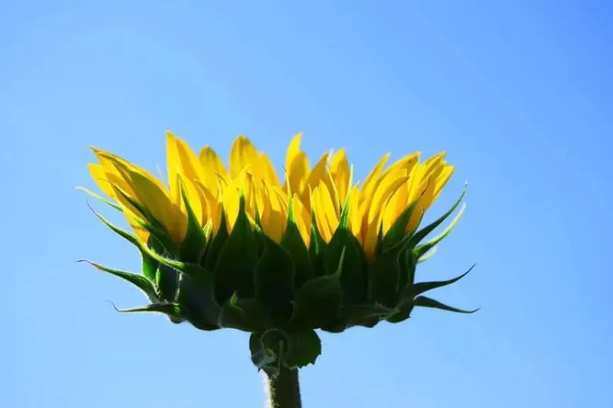 الاتحاد الأوروبي يسجل ثالث أدنى محصول من بذور عباد الشمس خلال عقد