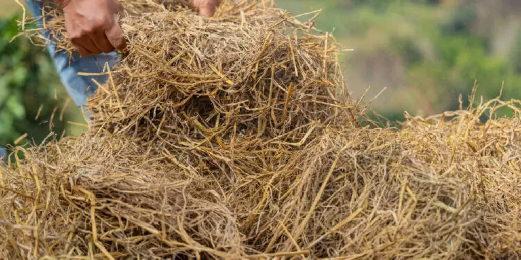 خبراء يوضحون فوائد قش الأرز في تحسين التربة