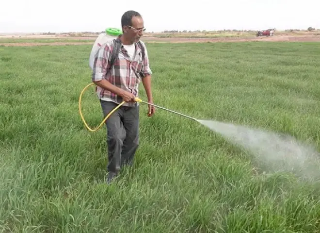 تحذيرات هامة من استخدام المبيدات العشوائية في القمح