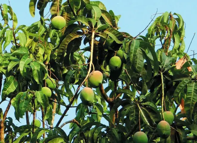 إجراءات عاجلة لحماية المانجو من أمراض الشتاء