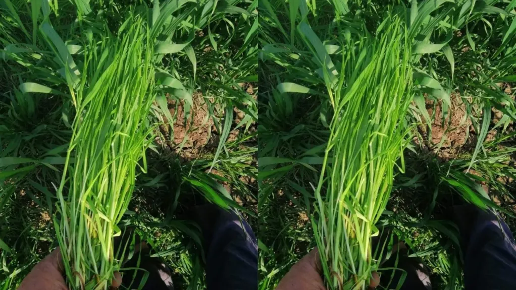  حشيشة الصامة