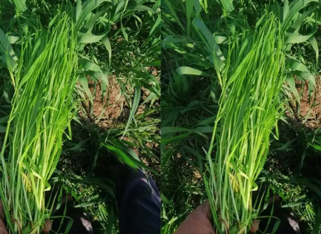 مزارعو القمح يحذرون من انتشار الصامة في الحقول