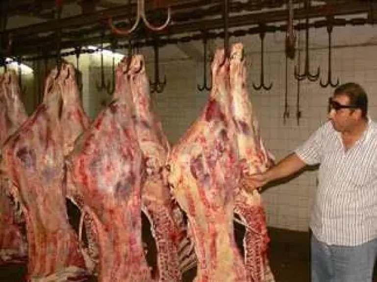 الحقيقة الكاملة وراء لحوم الحيوانات المصابة بالحمى القلاعية