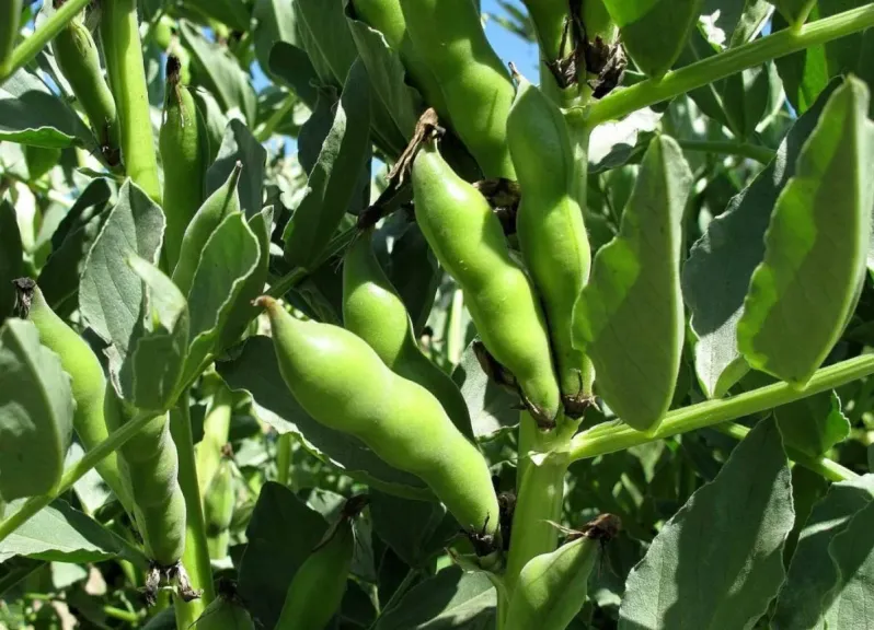 أسباب ضعف الإنتاج في الفول البلدي وطرق تفاديها