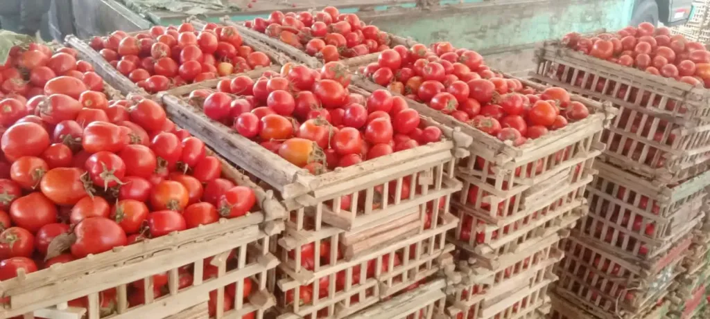 أسباب توقف توريد الطماطم في المحافظات