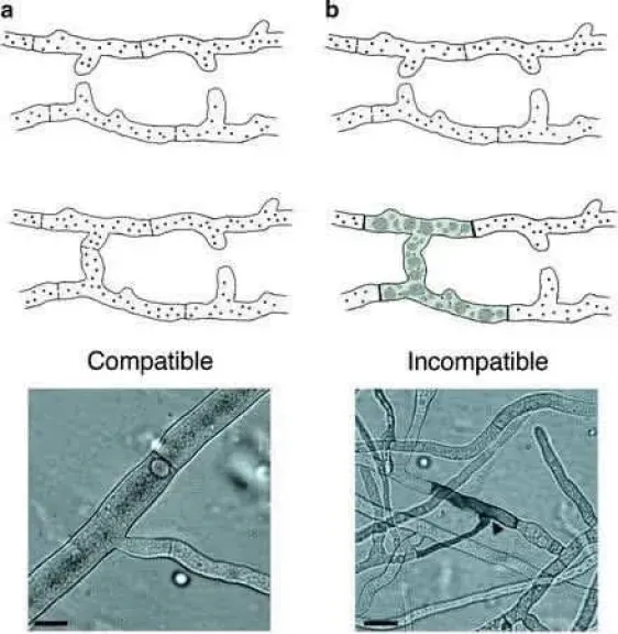 فطريات الريزكتونيا Rhizoctonia fungi علميا وتطبيقيا