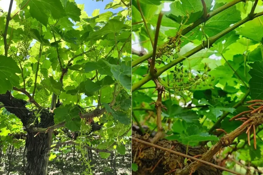 نصف محصول العنب في الهند يتعرض للتلف بسبب الطقس المتقلب