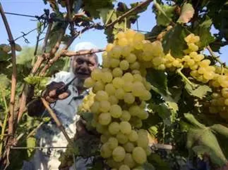 فوائد الرش المبكر لأشجار العنب في تعزيز المحصول والجودة