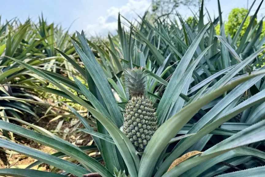 الهند تضاعف مساحة زراعة الأناناس وتعزز إنتاجها التصديري
