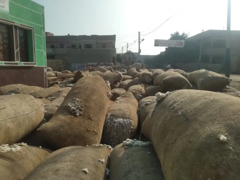 ضبط شونة ضخمة لتخزين وبيع القطن بدون ترخيص في الشرقية