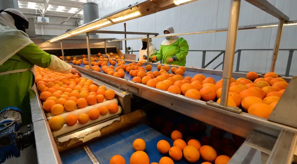 خطة حكومية لدمج المحاصيل التصديرية وضمان ربح المزارعين