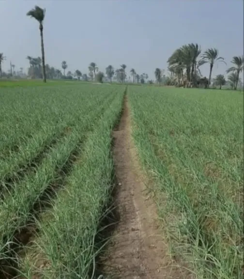 مع بدء زراعة الثوم.. توصيات فنية لزيادة الإنتاج وجودة المحصول