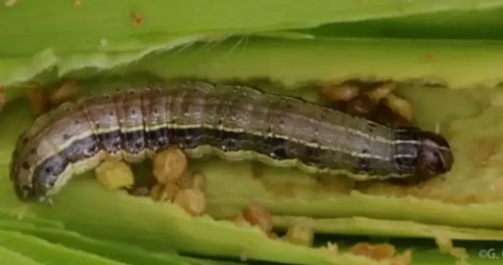 وقاية النباتات توضح الآفات التي تصيب المحاصيل في نوفمبر وتوصيات لحماية الإنتاج الزراعي