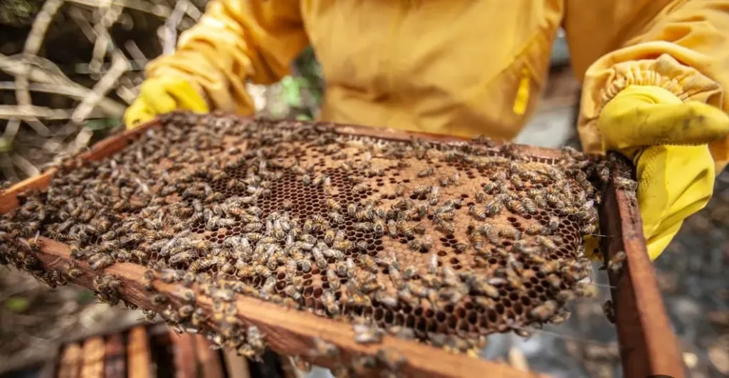 كيفية حماية خلايا النحل خلال فصل الشتاء