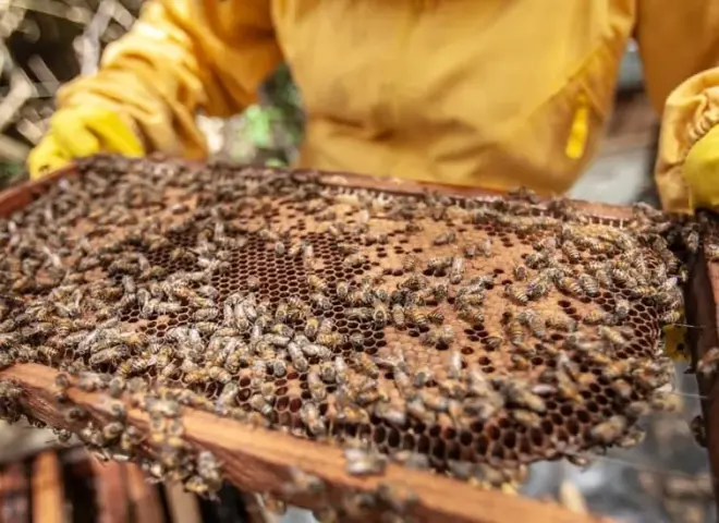 كيفية حماية خلايا النحل خلال فصل الشتاء