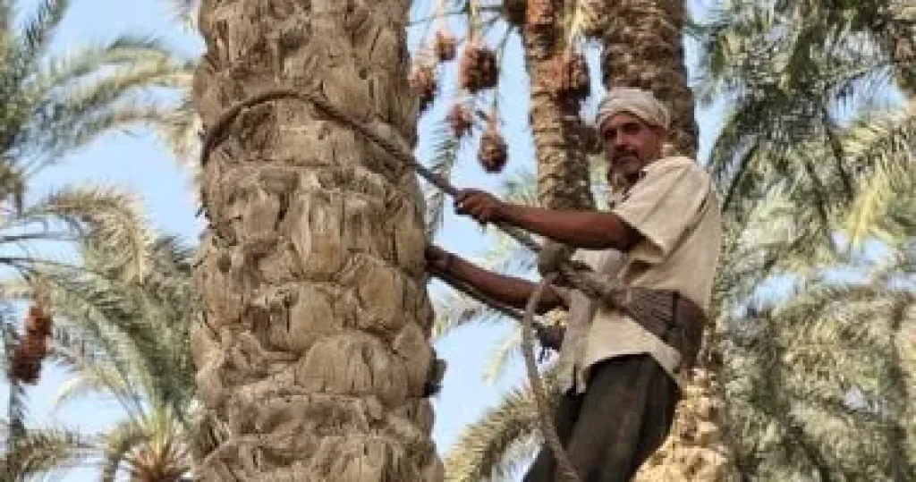 طرق تقليم النخيل لتحصيل أفضل محصول للتمور