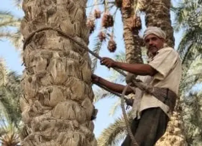 طرق تقليم النخيل لتحصيل أفضل محصول للتمور