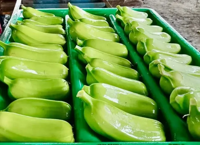 الإكوادور تواجه أسوأ أزمة موز منذ سنوات بسبب مرض موكو