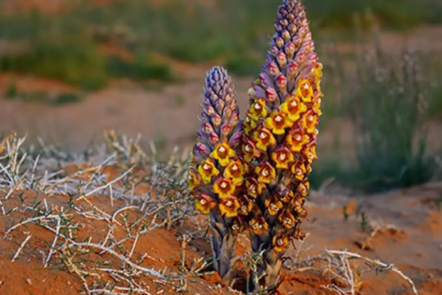 انتشار الهالوك يفجر شكاوى الفلاحين ويهدد الموسم الزراعي