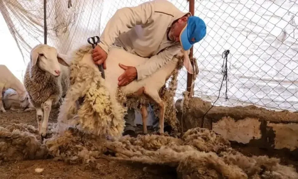 اكتشف أفضل وقت لجز صوف الأغنام وزيادة الأرباح