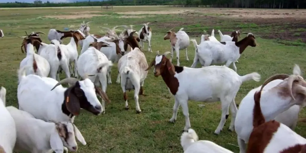 أعراض الجفاف القاتلة عند الماعز وطرق الوقاية