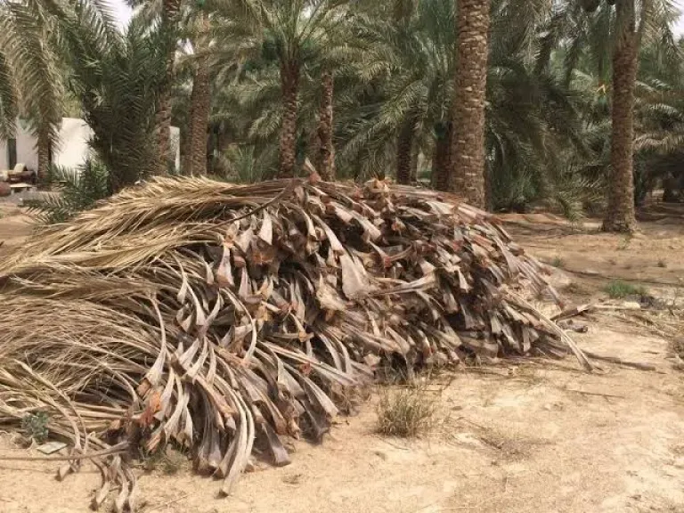 فوائد إعادة تدوير مخلفات النخيل للبيئة والزراعة