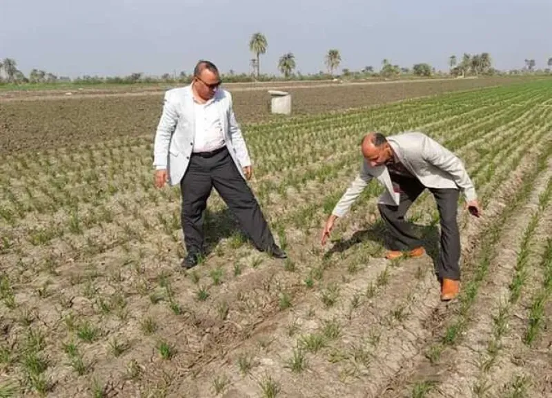 دور الدعم الحكومي في تحسين إنتاجية القمح على المصاطب