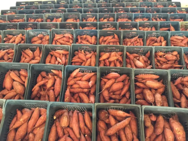 280 ألف طن بطاطا مصرية تغزو الأسواق الخارجية