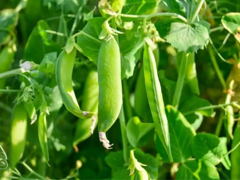 إجراءات عاجلة لضمان سلامة المحاصيل خلال تقلبات الطقس