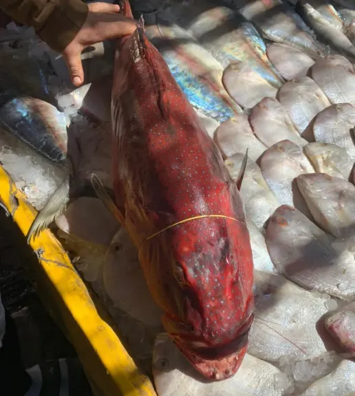 أسباب ارتفاع أسعار سمك الناجل في مواسم الصيد