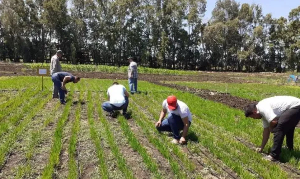 نصائح ضرورية للمزارعين للتعامل مع أمطار الخريف