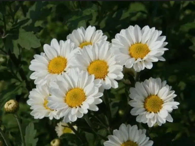 الأقحوان.. ذهب الحقول وفوائده الطبية تتخطى حدود التجميل