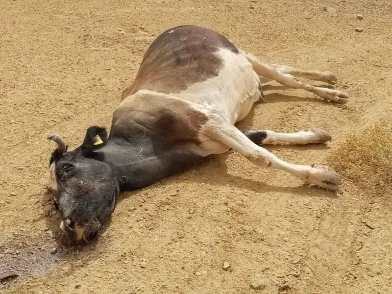 تحذير عاجل: الحمى القلاعية تهدد اللحوم في الأسواق