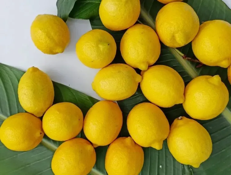 قفزة قياسية في شحنات الليمون المغربي إلى المملكة المتحدة