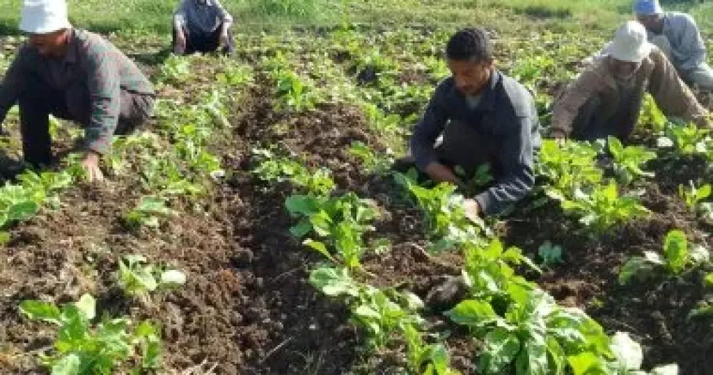 السلفة الزراعية تنعش صغار المزارعين وتضمن استمرار الإنتاج