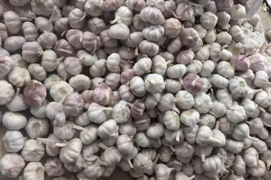 سوق الثوم يستقر في ذروة موسم تصدير عيد الميلاد