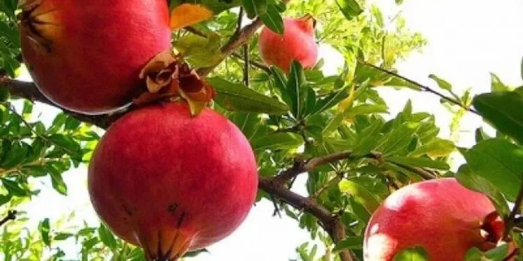 الرمان المصري يحقق قفزة تاريخية في الأسواق العالمية