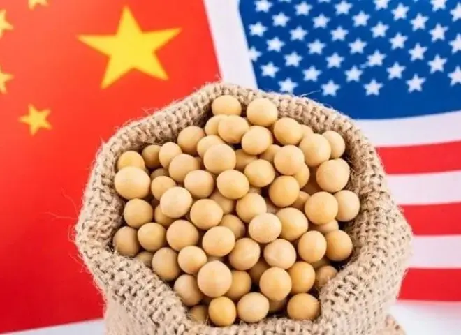 صعود فول الصويا يتسارع مع شراء الصين شحنات أمريكية أعلى سعرا