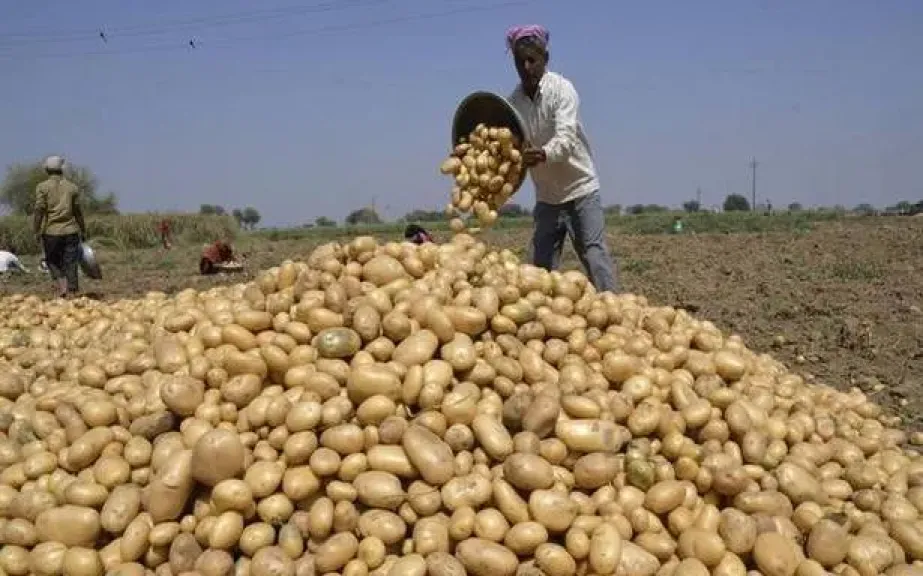 ارتفاع أسعار تقاوي البطاطس لموسم 2025/2026