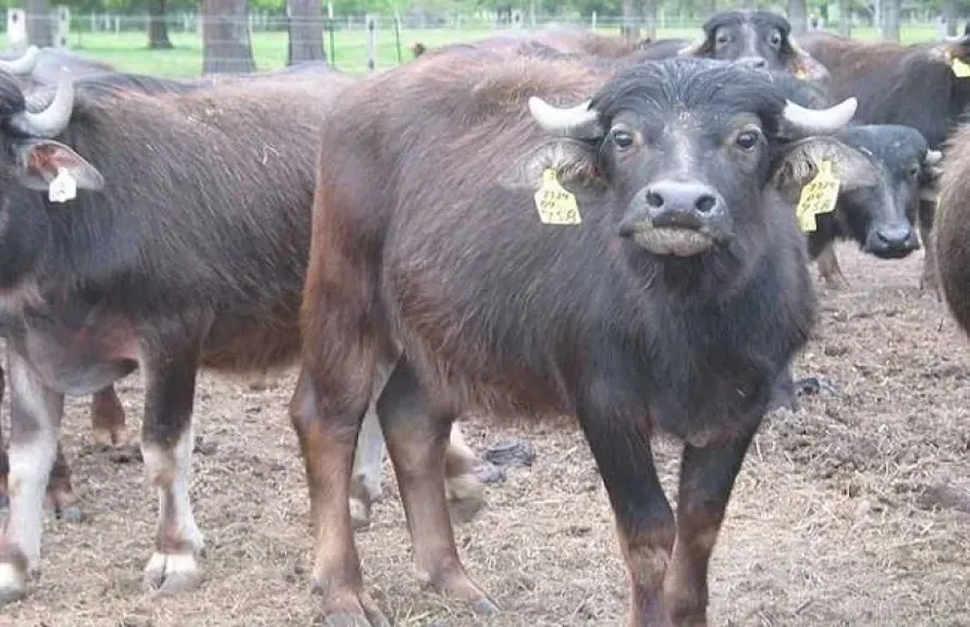 أسباب ارتفاع أسعار اللحوم تكشف أزمة السوق.. تفاصيل