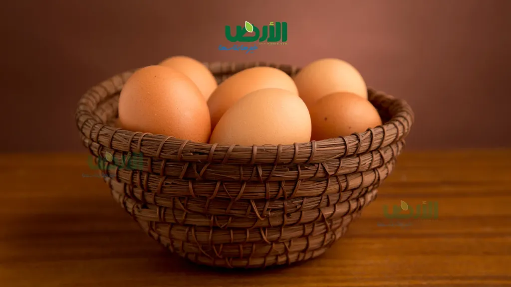 أسعار البيض اليوم الخميس 20 - 11 - 2025 في المزارع والشركات