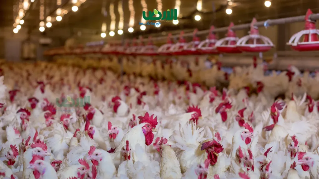 أسعار البيض والفراخ والكتاكيت في مصر اليوم الخميس 20 - 11 - 2025